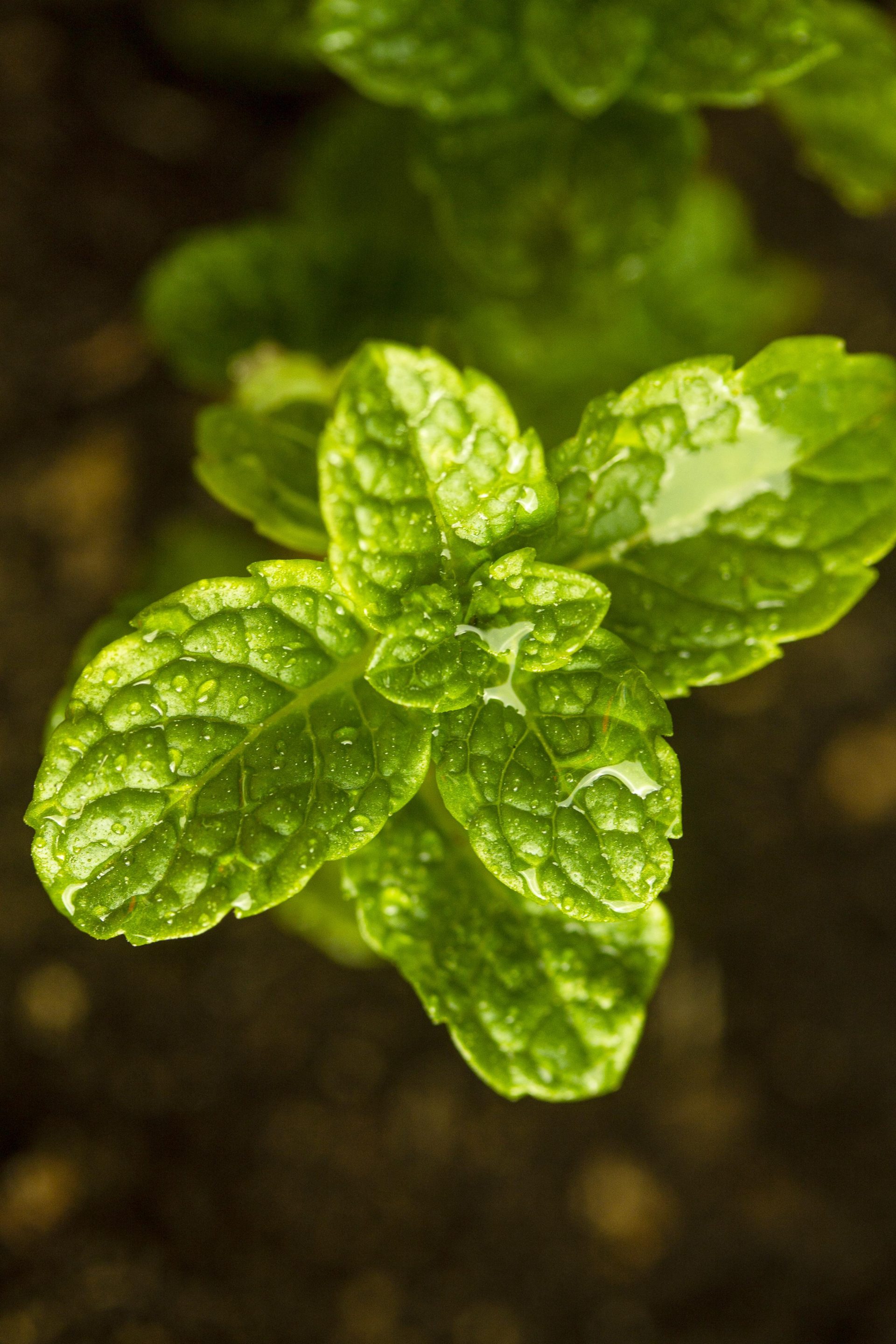 Aceite Esencial de Menta Piperita