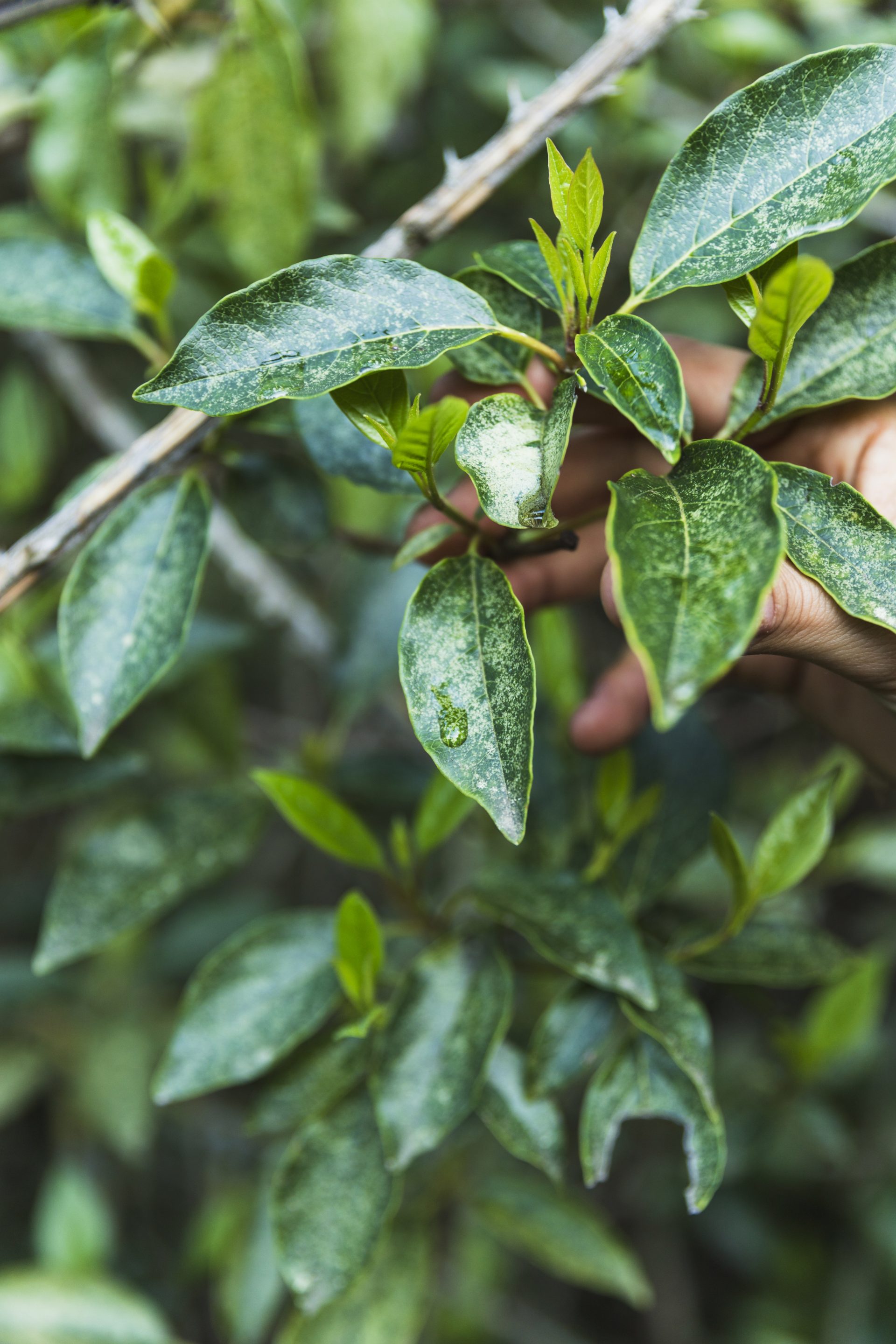 Aceite Esencial de Tea Tree