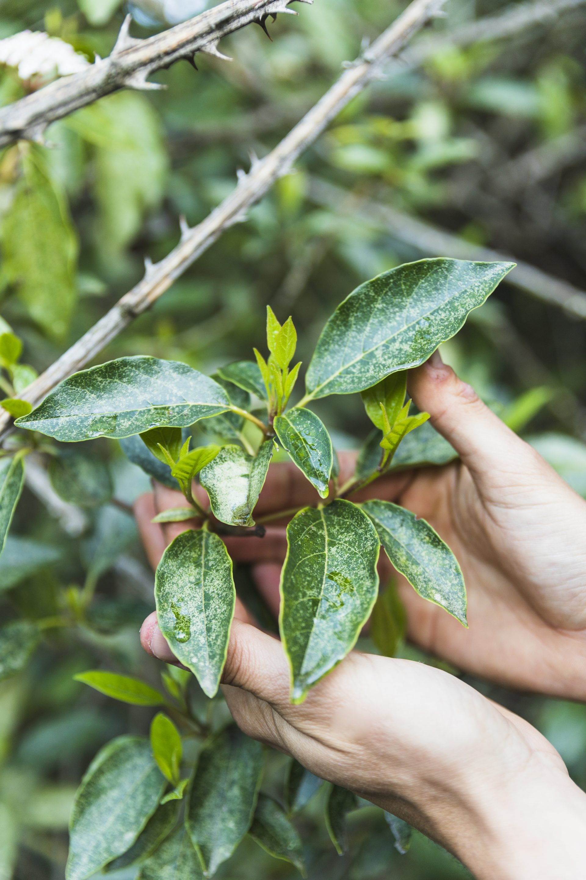 Aceite Esencial de Tea Tree - Imagen 2